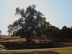 Terrakia - India i Nepal. Les passes de Buda India i Nepal. Les passes de Buda