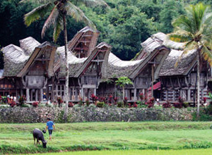 Terrakia - Ens endinsem per l'ila de Sulawesi a Indonèsia Ens endinsem per l'ila de Sulawesi a Indonèsia
