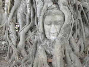 Terrakia. Viatge Camboya y Tailandia Viatge Camboya y Tailandia